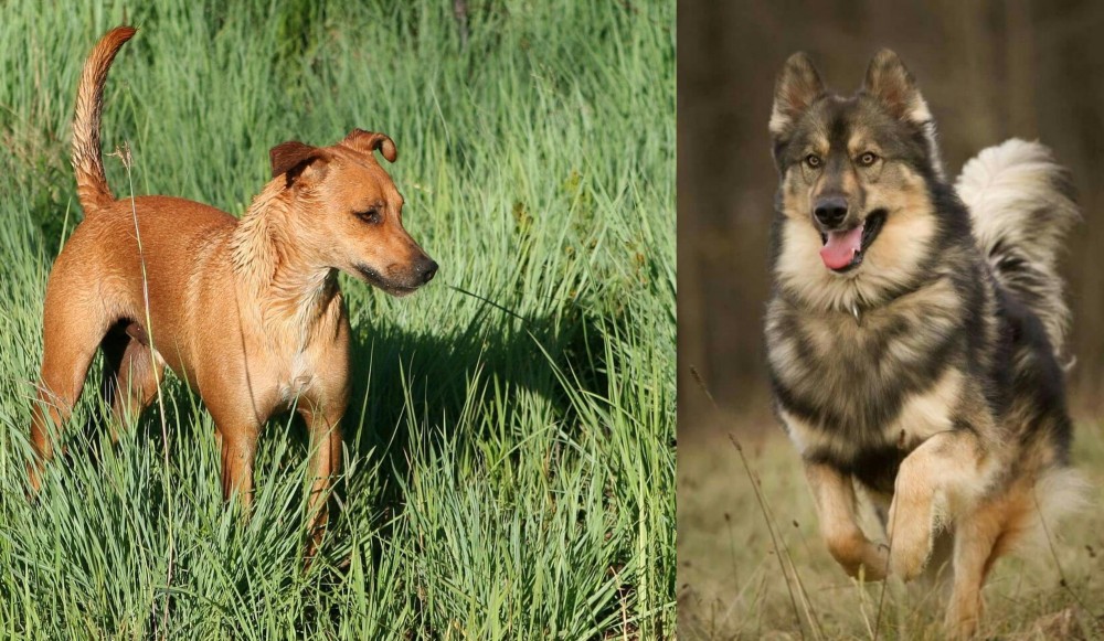 Native American Indian Dog vs Africanis - Breed Comparison