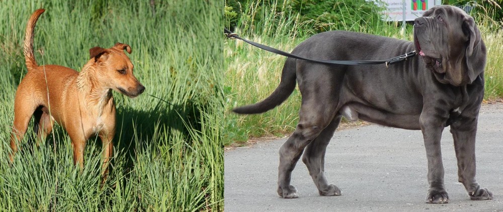 Neapolitan Mastiff vs Africanis - Breed Comparison
