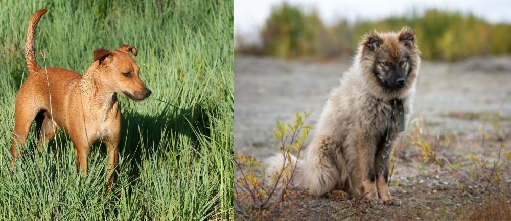 Nenets Herding Laika vs Africanis - Breed Comparison