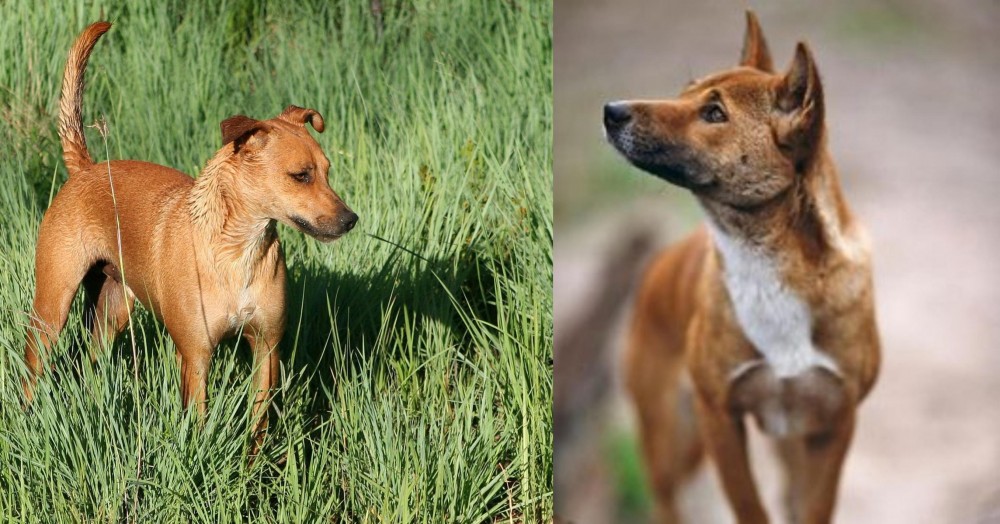 New Guinea Singing Dog vs Africanis - Breed Comparison