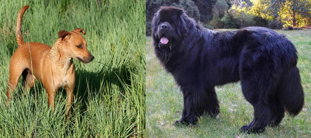 Newfoundland Dog vs Africanis - Breed Comparison