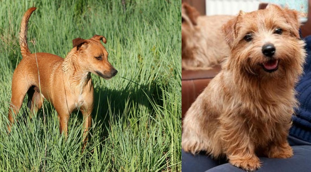 Norfolk Terrier vs Africanis - Breed Comparison