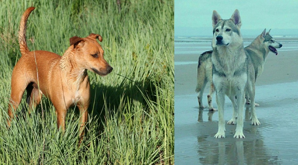 Northern Inuit Dog vs Africanis - Breed Comparison
