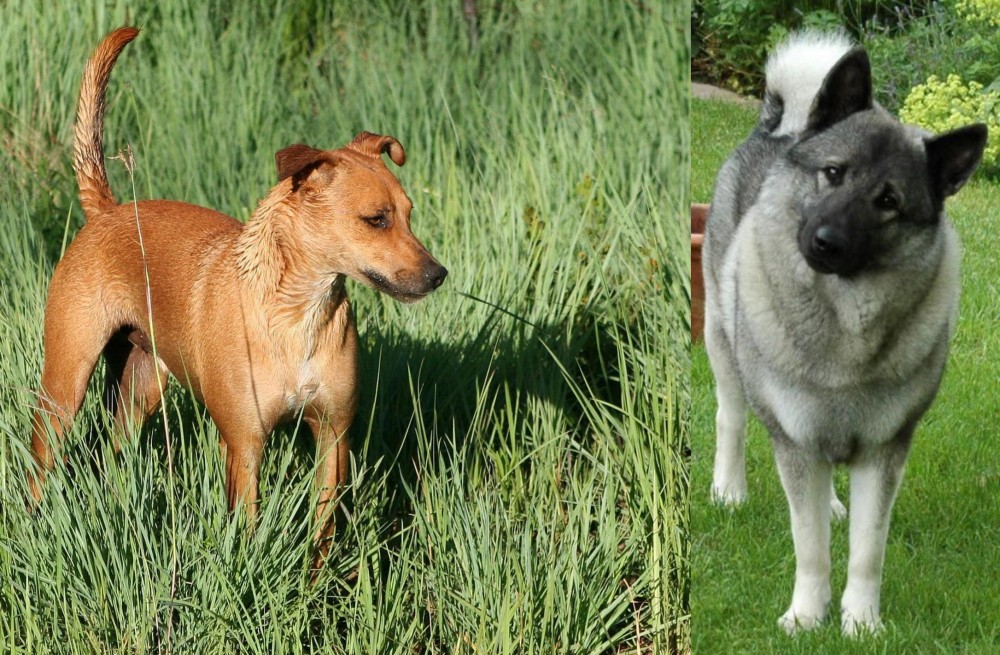 Norwegian Elkhound vs Africanis - Breed Comparison