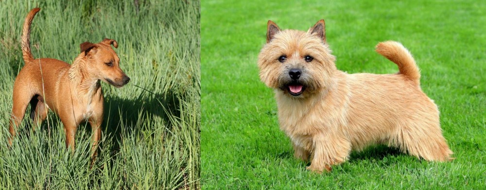 Norwich Terrier vs Africanis - Breed Comparison