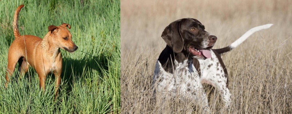 Old Danish Pointer vs Africanis - Breed Comparison