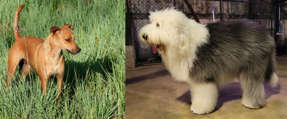 Old English Sheepdog vs Africanis - Breed Comparison