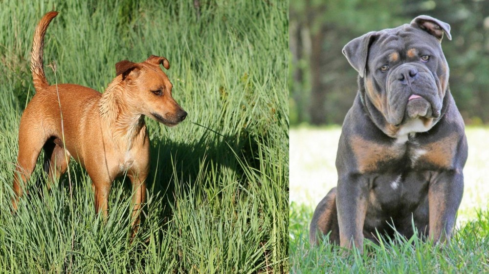 Olde English Bulldogge vs Africanis - Breed Comparison