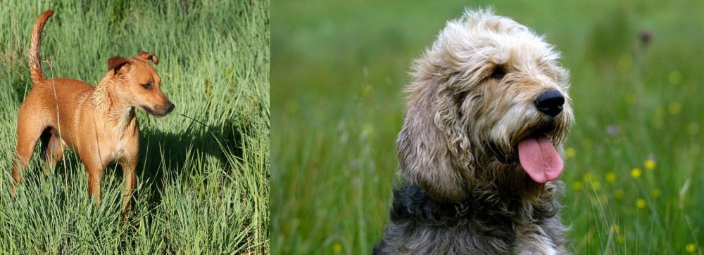 Otterhound vs Africanis - Breed Comparison