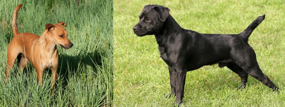 Patterdale Terrier vs Africanis - Breed Comparison
