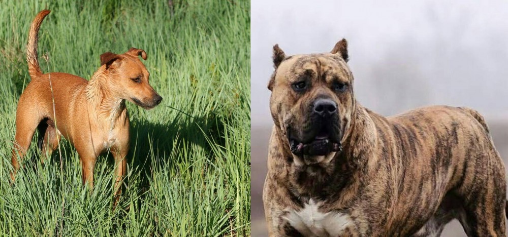 Perro de Presa Canario vs Africanis - Breed Comparison