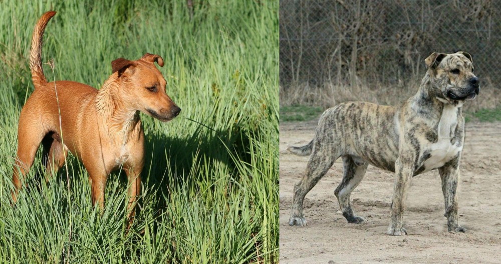 Perro de Presa Mallorquin vs Africanis - Breed Comparison