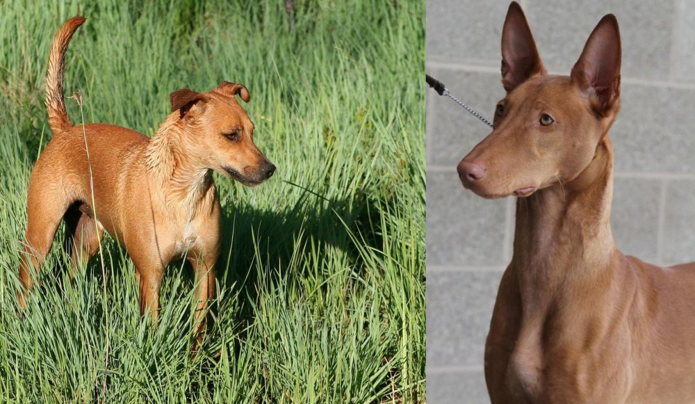 Pharaoh Hound vs Africanis - Breed Comparison