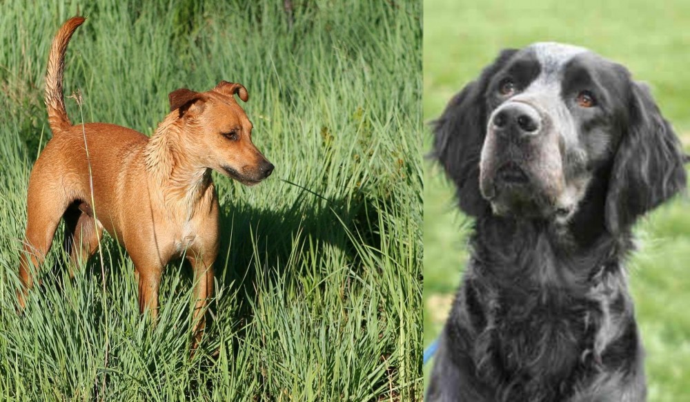 Picardy Spaniel vs Africanis - Breed Comparison