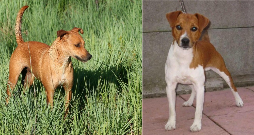 Plummer Terrier vs Africanis - Breed Comparison