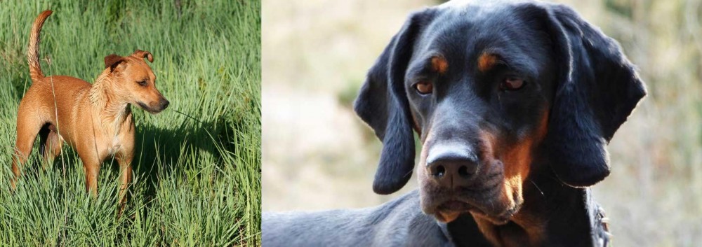 Polish Hunting Dog vs Africanis - Breed Comparison