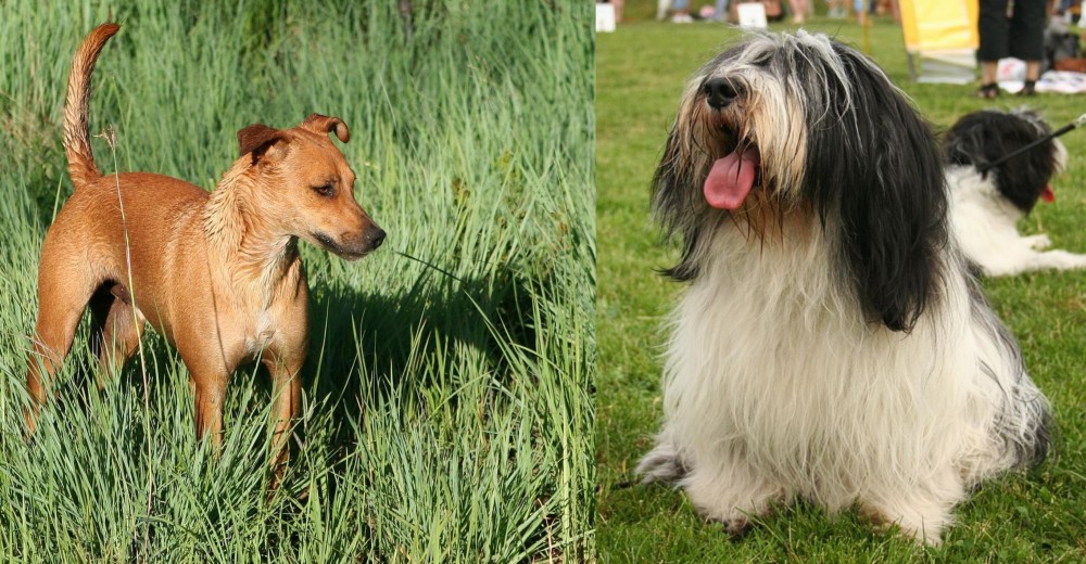 Polish Lowland Sheepdog vs Africanis - Breed Comparison