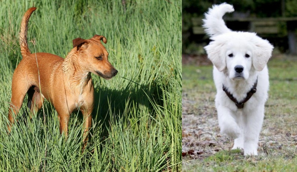 Polish Tatra Sheepdog vs Africanis - Breed Comparison
