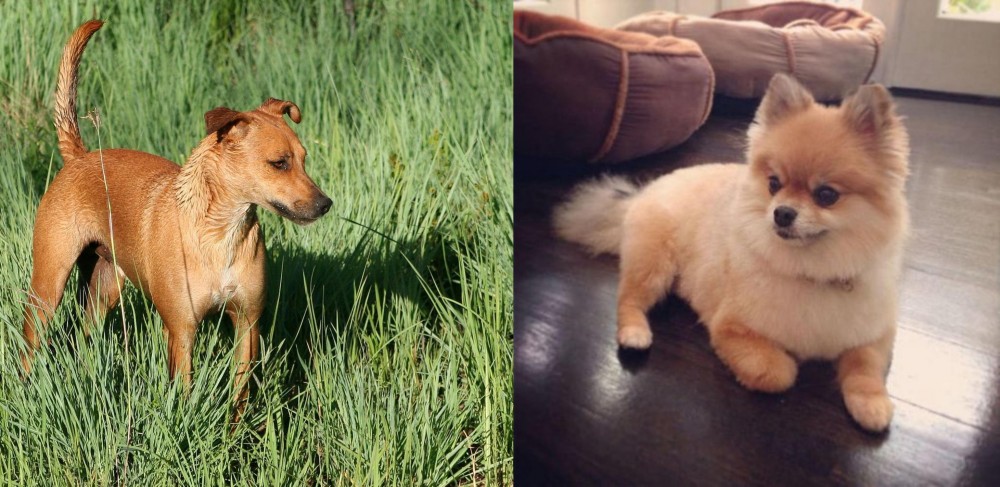Pomeranian vs Africanis - Breed Comparison