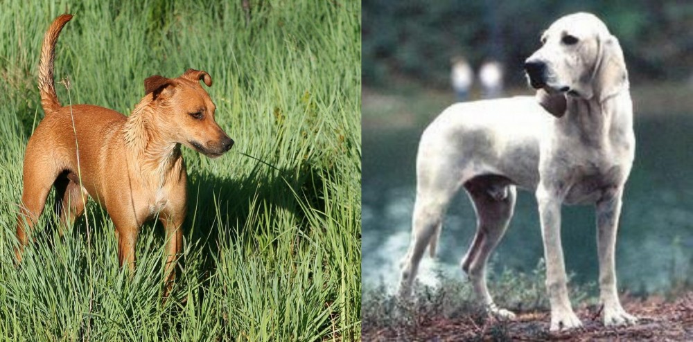 Porcelaine vs Africanis - Breed Comparison