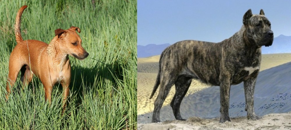 Presa Canario vs Africanis - Breed Comparison