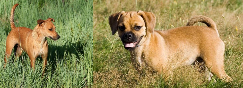 Puggle vs Africanis - Breed Comparison