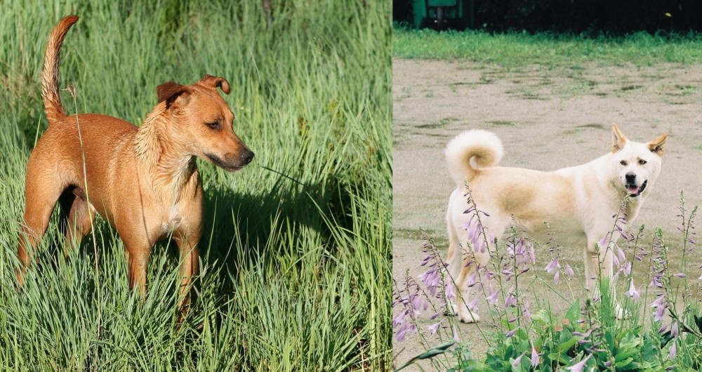 Pungsan Dog vs Africanis - Breed Comparison