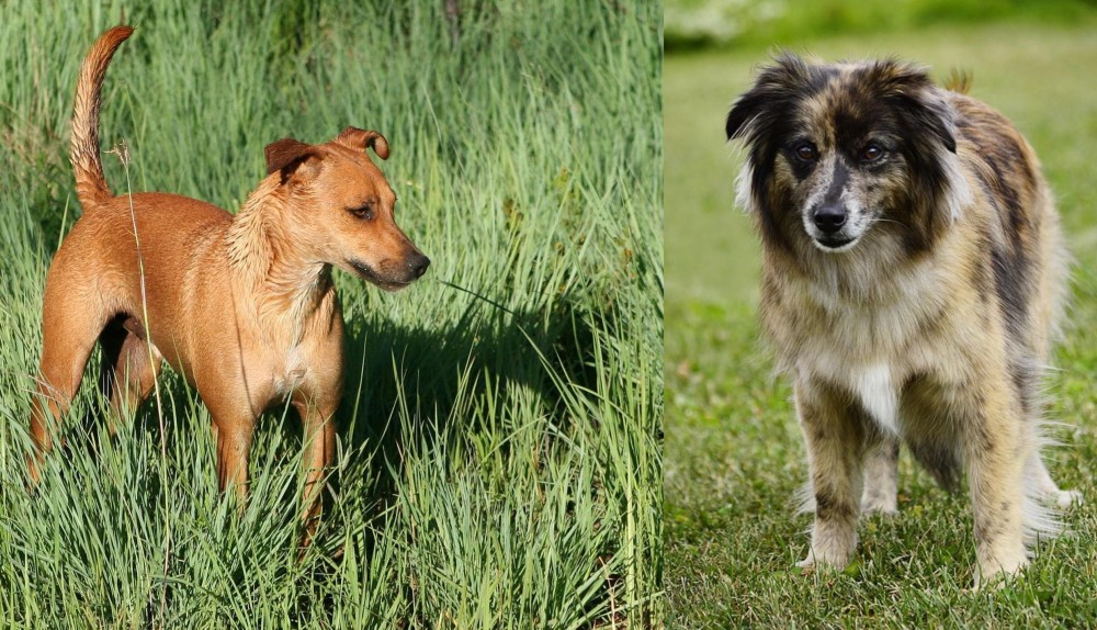 Pyrenean Shepherd vs Africanis - Breed Comparison