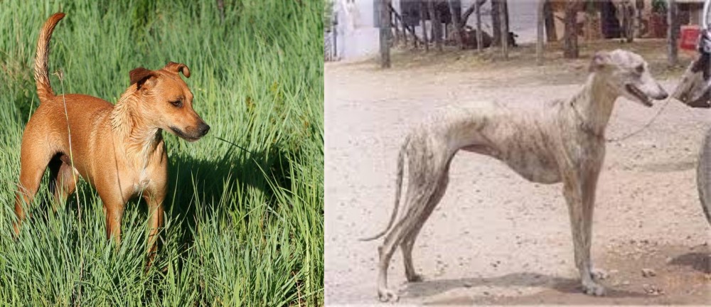Rampur Greyhound vs Africanis - Breed Comparison
