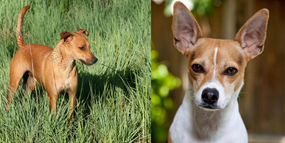 Rat Terrier vs Africanis - Breed Comparison