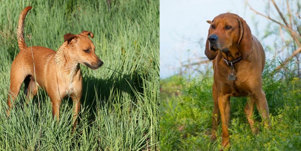 Redbone Coonhound vs Africanis - Breed Comparison