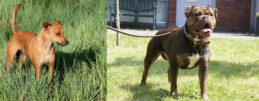 Renascence Bulldogge vs Africanis - Breed Comparison