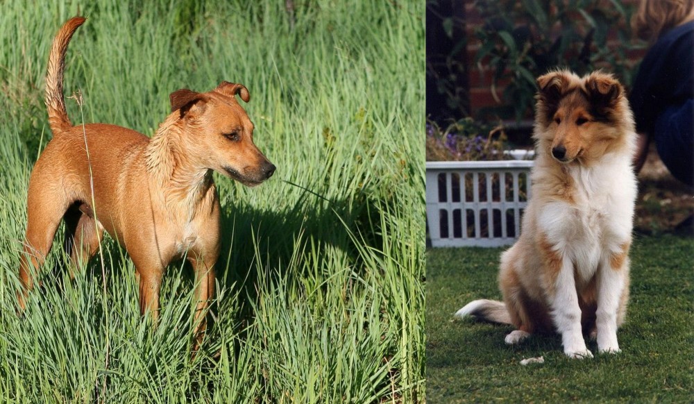 Rough Collie vs Africanis - Breed Comparison