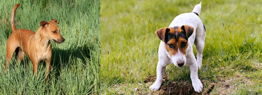 Russell Terrier vs Africanis - Breed Comparison