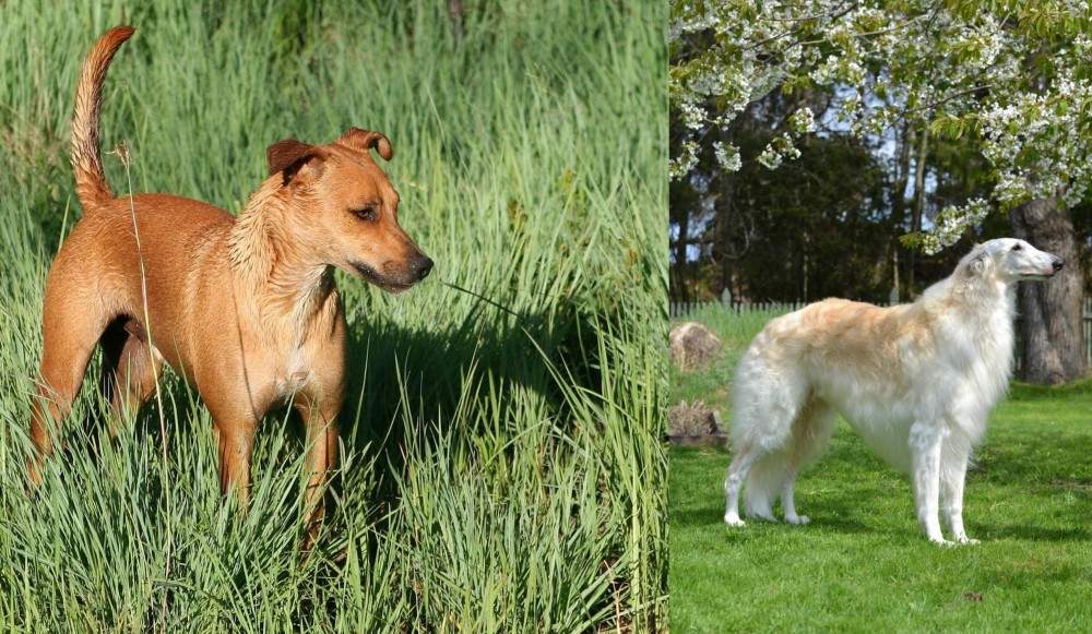 Russian Hound vs Africanis - Breed Comparison