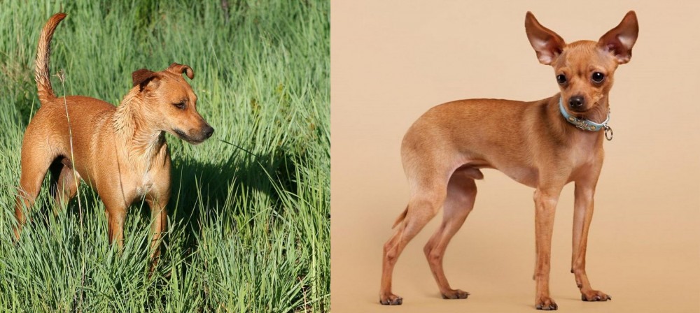 Russian Toy Terrier vs Africanis - Breed Comparison
