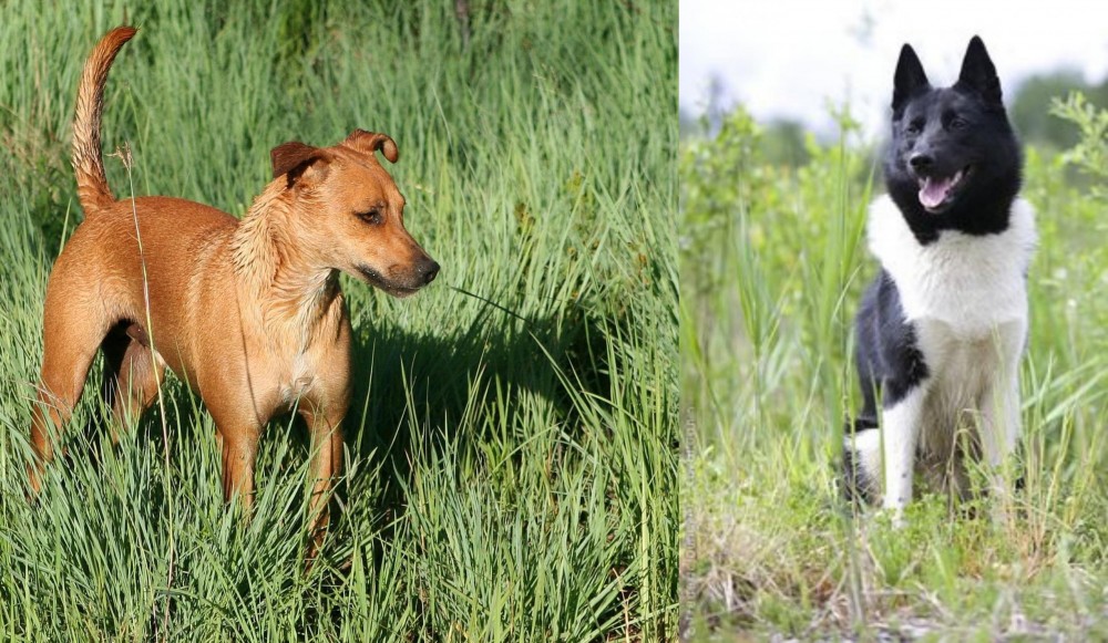 Russo-European Laika vs Africanis - Breed Comparison