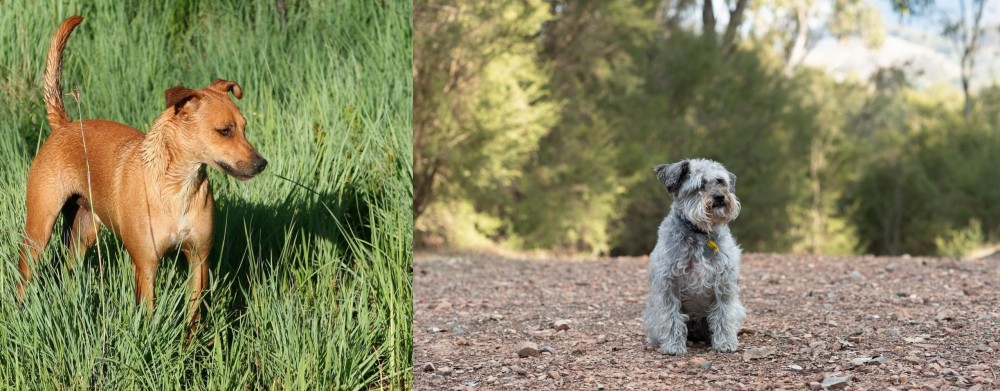 Schnoodle vs Africanis - Breed Comparison
