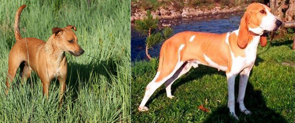 Schweizer Laufhund vs Africanis - Breed Comparison