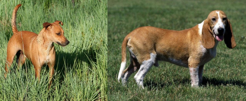 Schweizer Niederlaufhund vs Africanis - Breed Comparison