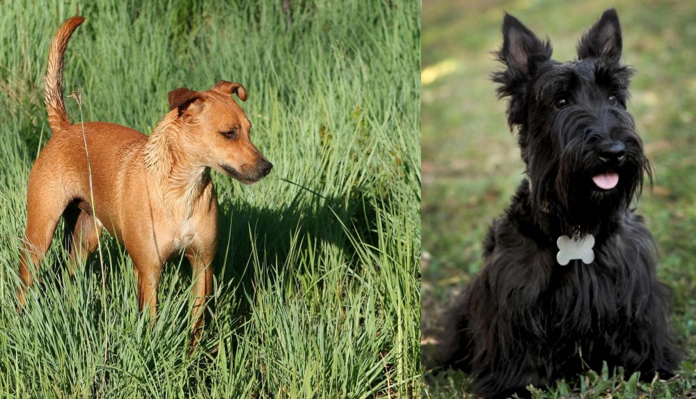 Scoland Terrier vs Africanis - Breed Comparison