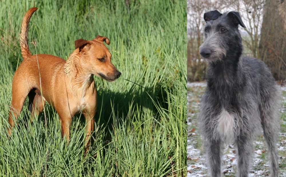 Scottish Deerhound vs Africanis - Breed Comparison