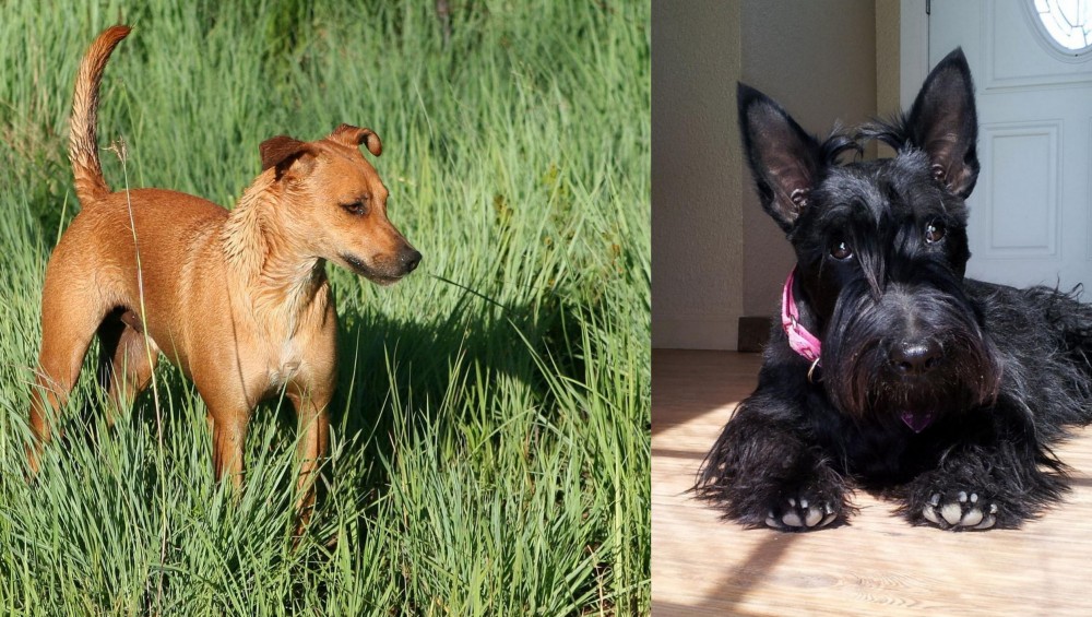 Scottish Terrier vs Africanis - Breed Comparison