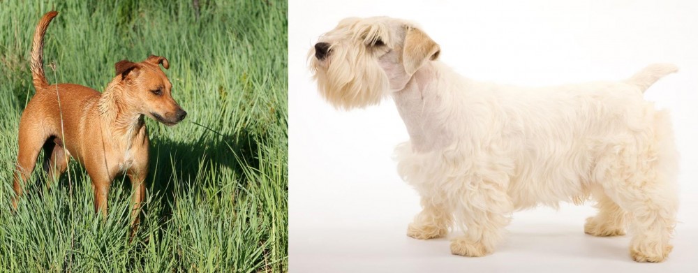 Sealyham Terrier vs Africanis - Breed Comparison