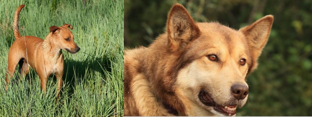 Seppala Siberian Sleddog vs Africanis - Breed Comparison