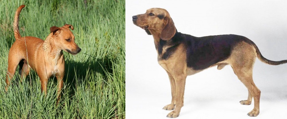Serbian Hound vs Africanis - Breed Comparison