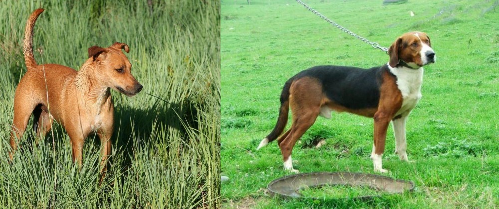 Serbian Tricolour Hound vs Africanis - Breed Comparison