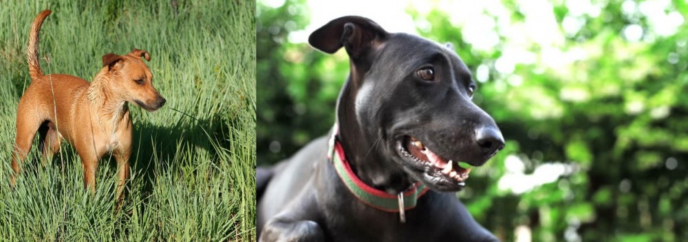 Shepard Labrador vs Africanis - Breed Comparison