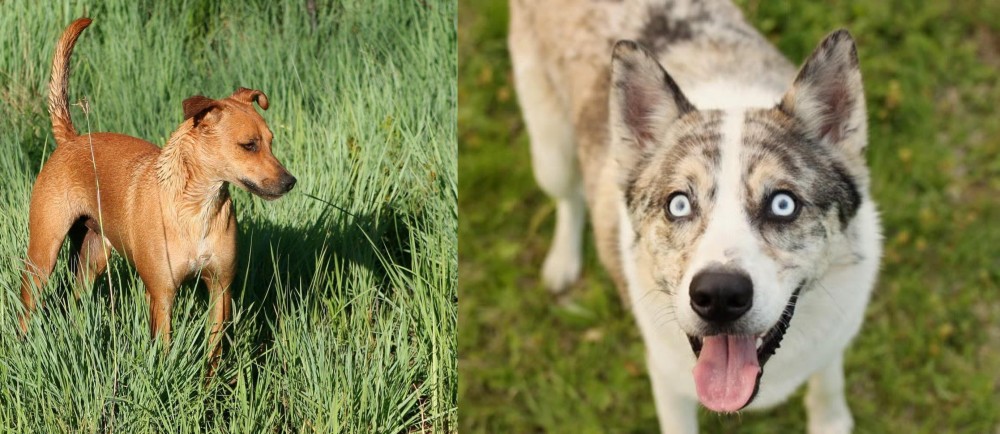 Shepherd Husky vs Africanis - Breed Comparison