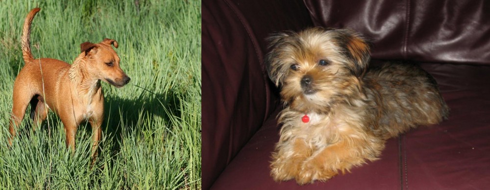 Shorkie vs Africanis - Breed Comparison